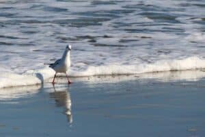 Mehr über den Artikel erfahren Nordsee Steckbrief