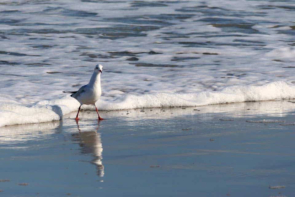 Du betrachtest gerade Nordsee Steckbrief