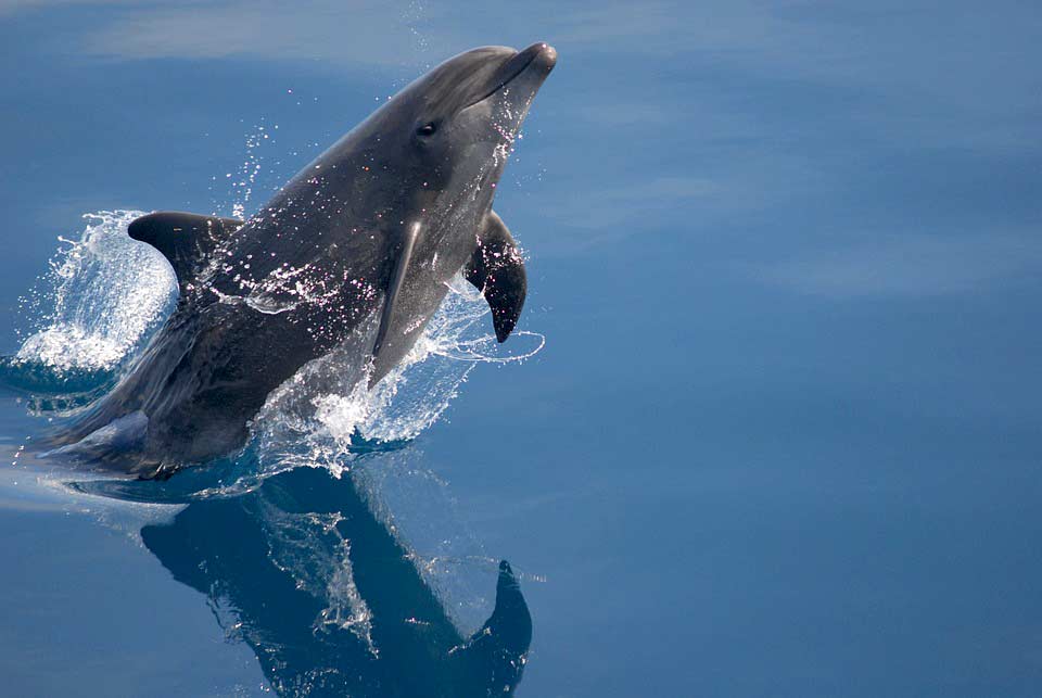 Du betrachtest gerade Tiere im Mittelmeer